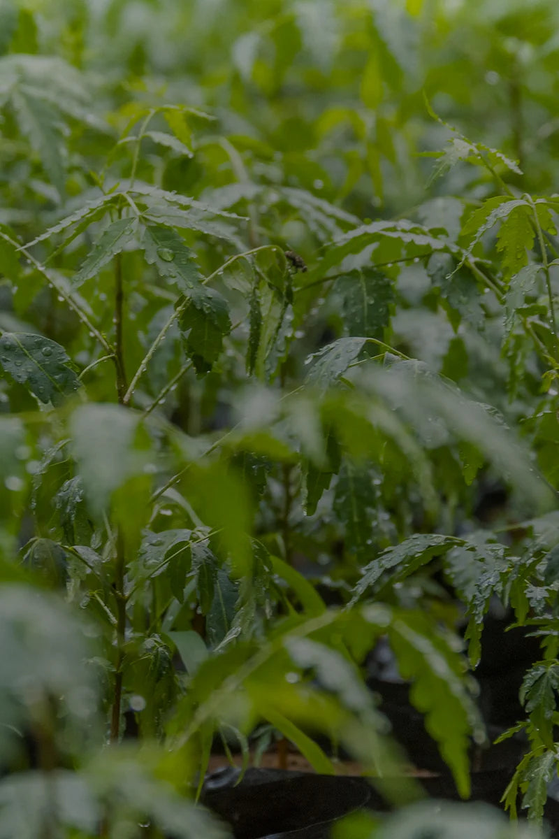 Small green neem plants in the soil, which are located in our plantation.